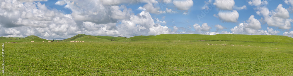 sheep flock on mild slopes of volcanic hill in green meadows, near Dannevirke, East Coast, New Zealand sheep flock on mild slopes of volcanic hill in green meadows, near Dannevirke, East Coast, New Zealand