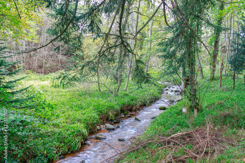 landscape of a stream that runs through a dense forest with abundant vegetation
