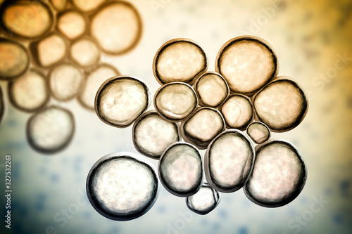 Bacteria Ureaplasma urealitycum