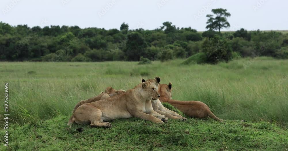 A group of lioness is lying in the savannah A group of lioness is lying in the savannah