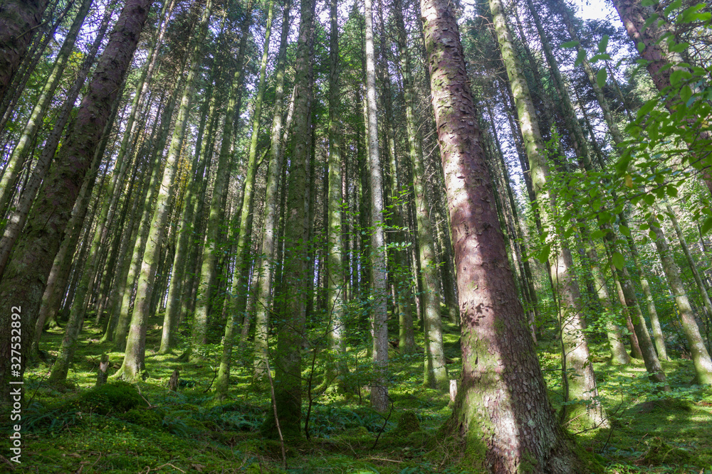 landscape of a forest, leafy and green trees, blue sky, thin, tall and vertical trunks, abundant green vegetation landscape of a forest, leafy and green trees, blue sky, thin, tall and vertical trunks, abundant green vegetation