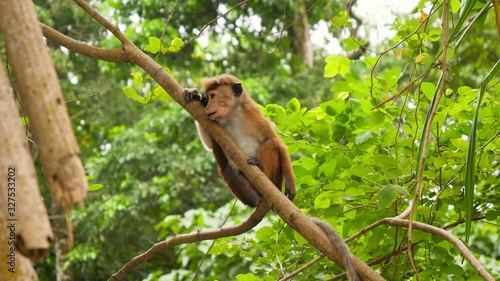 4k video of wild monkey climbing on the tree and eating fruits in jungle rainforest