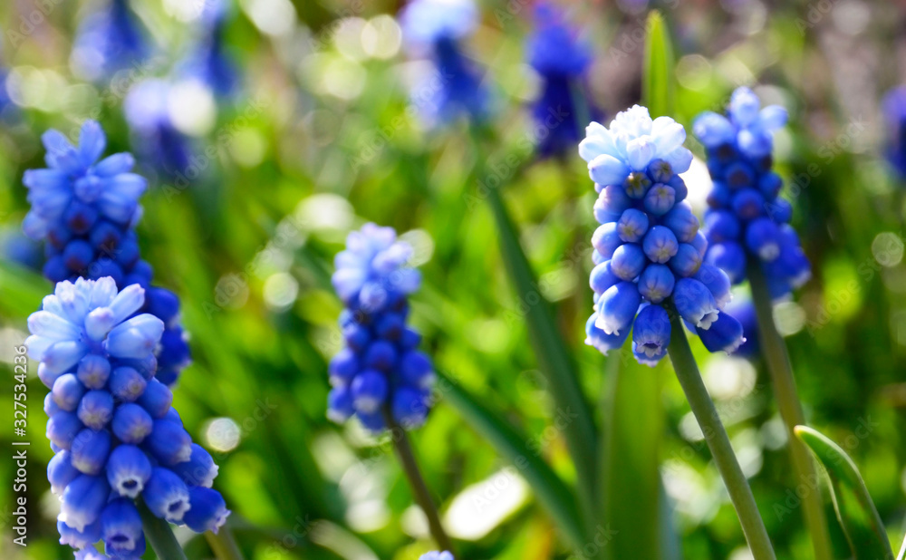 Blue Grape hyacinth flowers.Muscari armeniacum in the garden. Spring floral background with copy space. Selective focus. Blue Grape hyacinth flowers.Muscari armeniacum in the garden. Spring floral background with copy space. Selective focus.