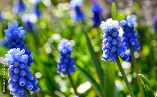 Blue Grape hyacinth flowers.Muscari armeniacum in the garden. Spring floral background with copy space. Selective focus.