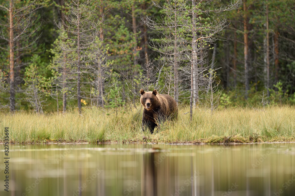 European brown bear near the water European brown bear near the water