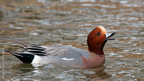 Photography Eurasian wigeon mareca penelope male swimming on water with open beak screaming