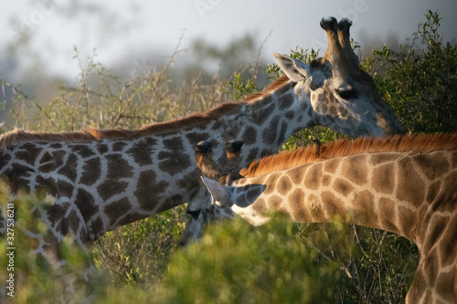 Canvas Print Giraffes in Kruger park