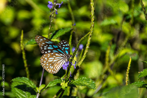Butterfly on a flower in high grass, Hong Kong Park