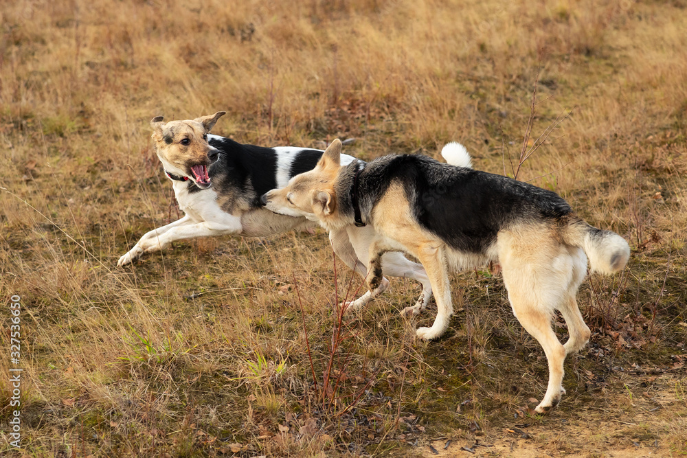 Dogs fighting in autumn field. cloudy day Dogs fighting in autumn field. cloudy day
