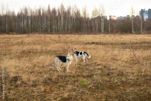 Dogs standing in autumn field at cloudy day