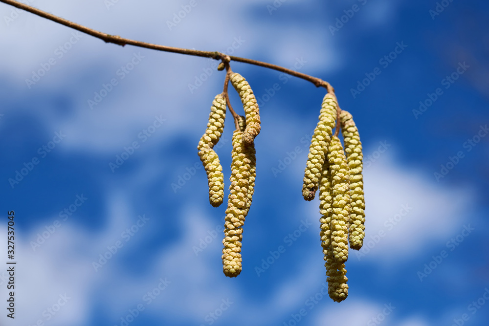 Naklejka premium Male catkins on common hazel