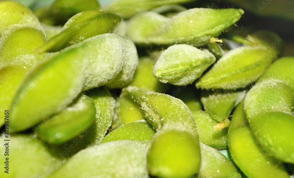 Japanese green soy bean - image Japanese green soy bean - image