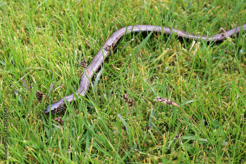 Slowworm. Anguis fragilis or Slow worm close up on grass