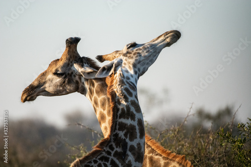 Photography Giraffes in Kruger park