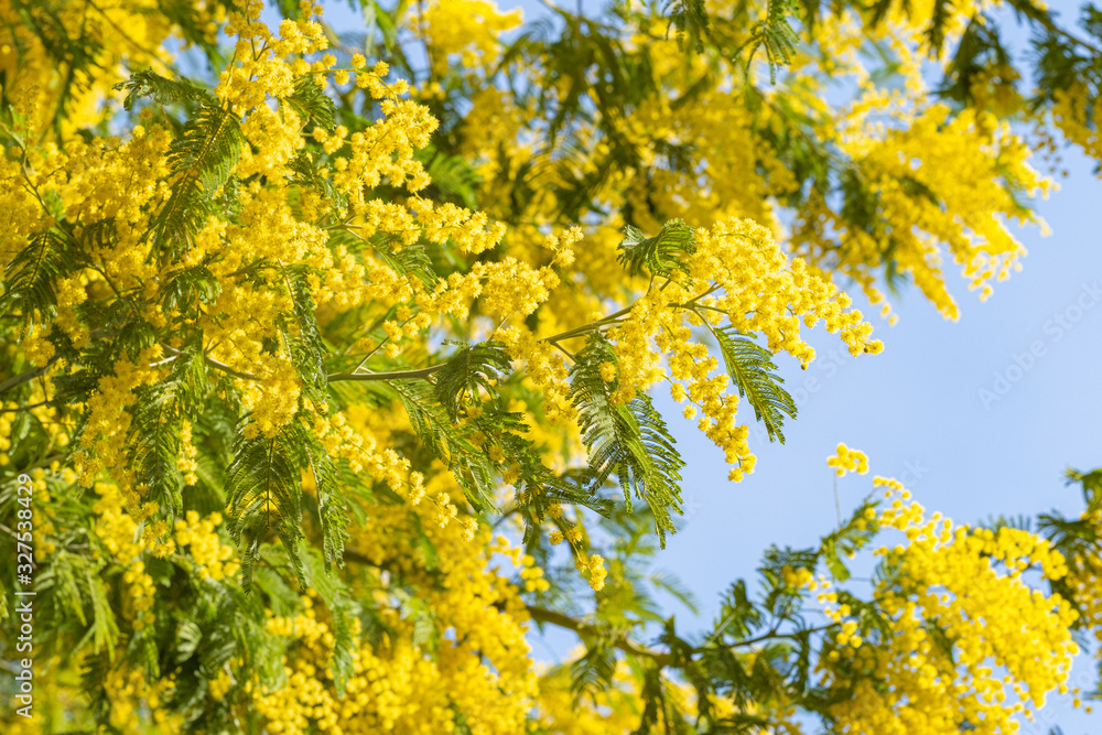 Blooming mimosa tree bring spring colors Blooming mimosa tree bring spring colors