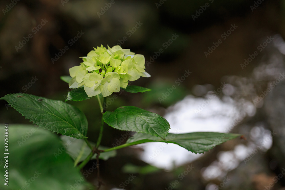 紫陽花