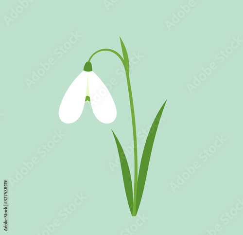White snowdrop flower.