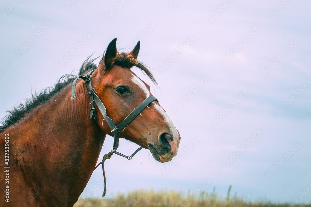 Portrait of a beautiful brown horse