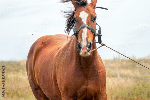 Portrait of a beautiful brown horse