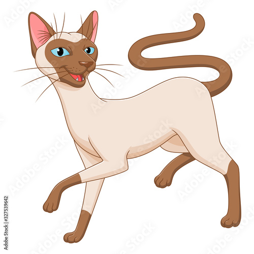 Cute Siamese cat