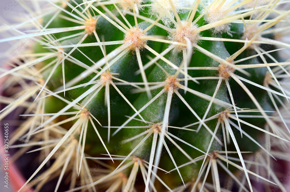 Cactus needles in a pot on a gray background Cactus needles in a pot on a gray background