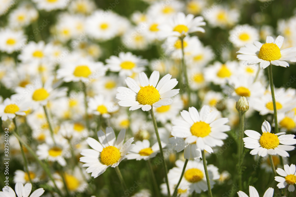 Wonderful fabulous daisies on a meadow in summer. White daisies. Wonderful fabulous daisies on a meadow in summer. White daisies.
