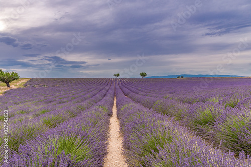 Panoramic view of French lavender field at sunset. Sunset over a violet lavender field in Provence, France, Valensole. Summer nature landscape. Beautiful landscape of lavender field, boost up colors