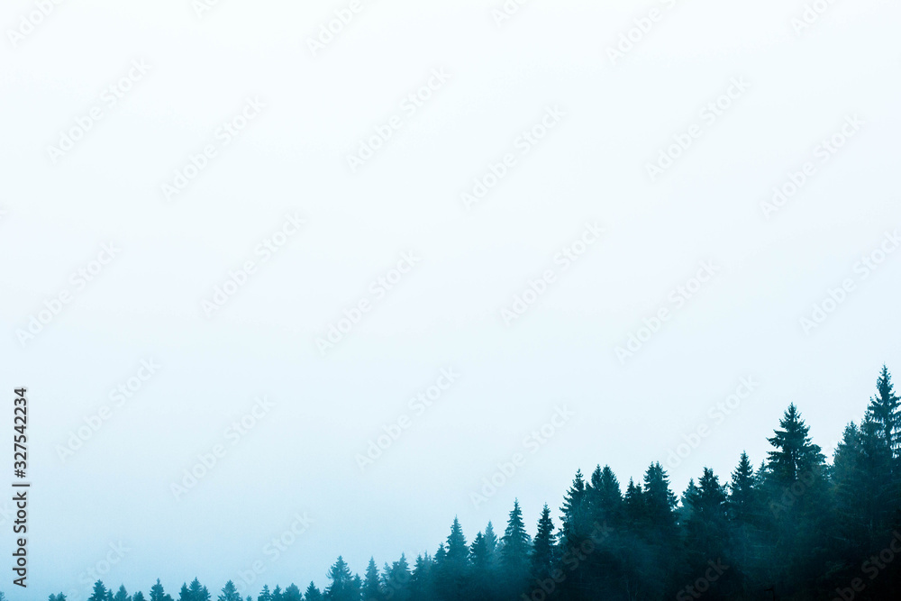 Fototapeta Piękna tapeta z lasem świerkowym. Skopiuj obraz miejsca, rama narożna drzew, wolna biała przestrzeń do drukowania tekstu