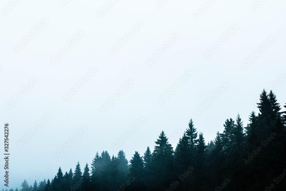 Fototapeta premium Beautiful wallpaper of spruce forest. Copy space picture, corner frame of trees, free white space for printing text