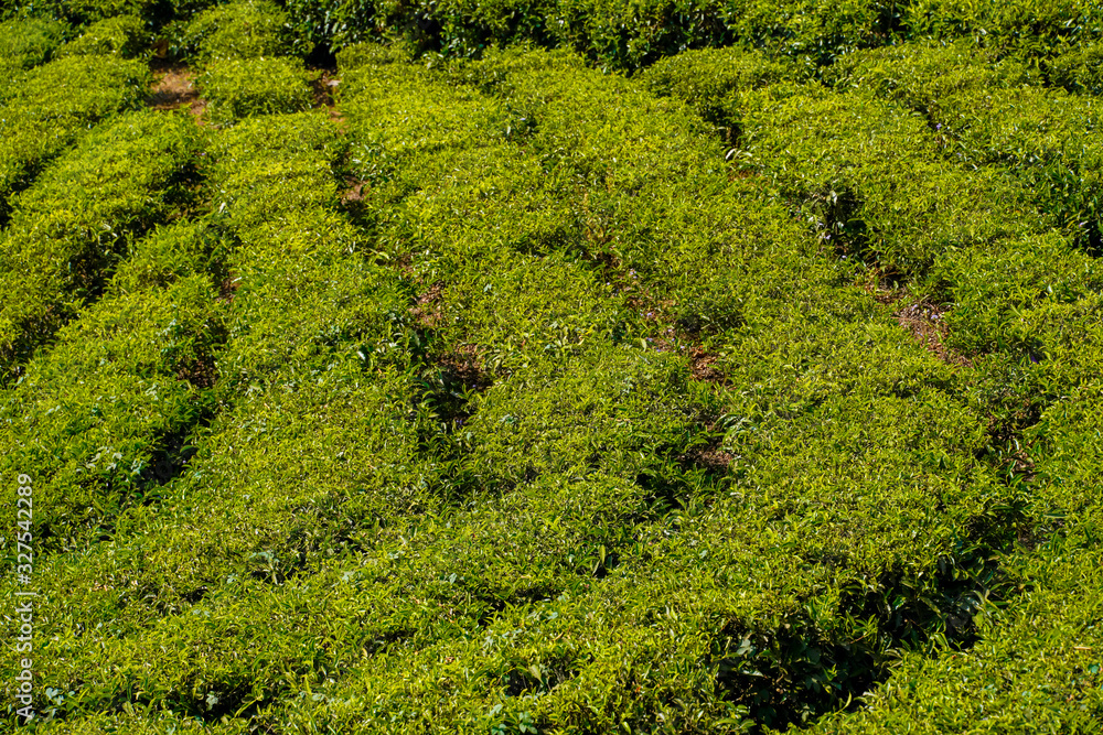 Tea plantations in Munnar, Kerala, India.