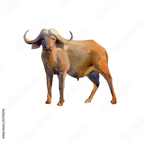 Handpainted watercolor illustration of buffalo isolated on white
