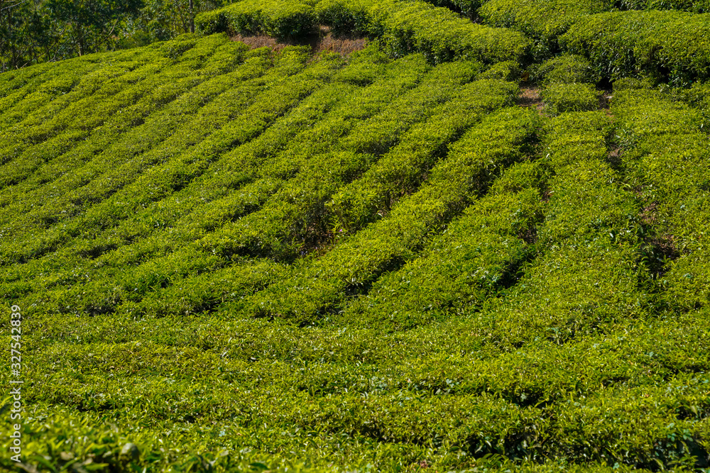 Tea plantations in Munnar, Kerala, India.