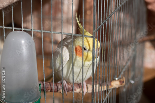 Cute Cockatiel parrot - Nymphicus hollandicus. Yellow bird