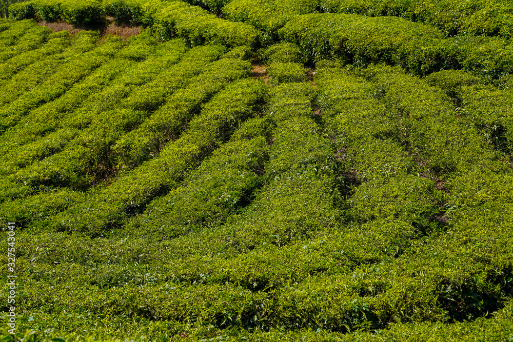 Tea plantations in Munnar, Kerala, India. Tea plantations in Munnar, Kerala, India.