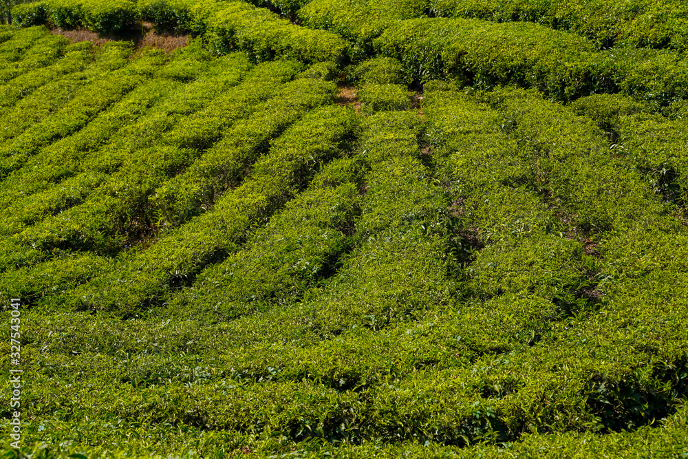 Tea plantations in Munnar, Kerala, India.