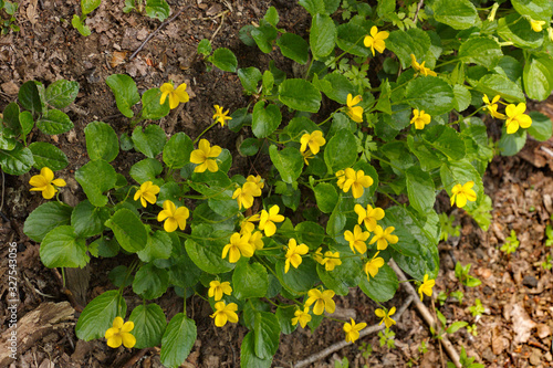 yellow violets in the forest in Conguillio National Park