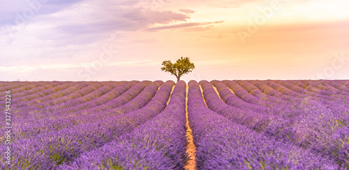 Panoramic view of French lavender field at sunset. Sunset over a violet lavender field in Provence, France, Valensole. Summer nature landscape