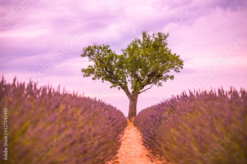 Artistic lavender field with lonely tree. Peaceful summer nature, herbs flowers.