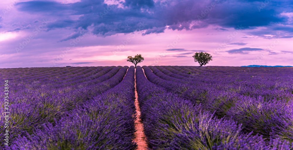 Fototapeta Panoramic view of French lavender field at sunset. Sunset over a violet lavender field in Provence, France, Valensole. Summer nature landscape
