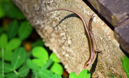 East Indian Brown Skin, Many-lined Sun Skink, or Common Sun Skink, while the scientific name, Eutropis multifasciata, East Indian Brown Skink in the wild