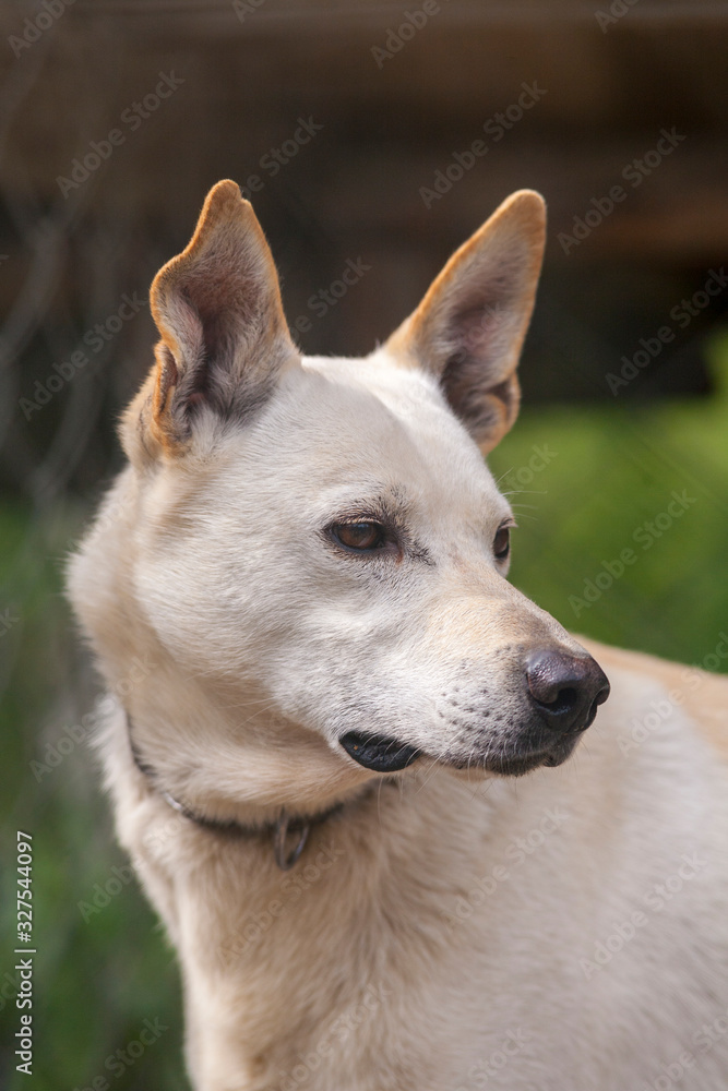 finnischer Schlittenhund finnischer Schlittenhund