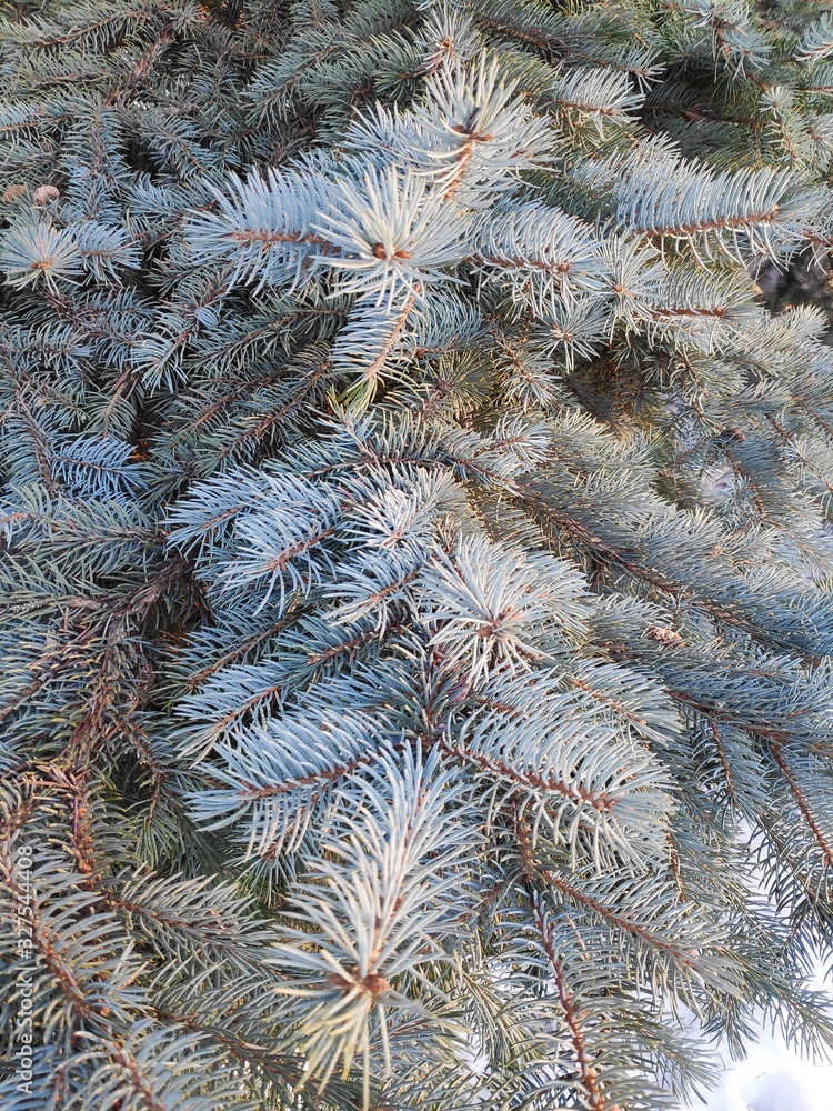 Branches of blue spruce. On a winter day.