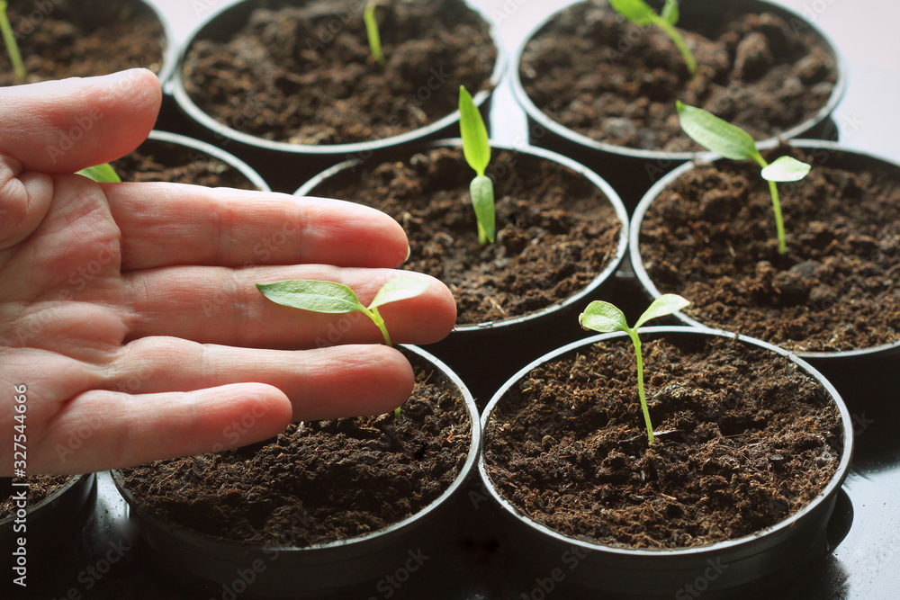 Female hand hold a young seedling of pepper. Young paprika seedling sprouts in the pots. Gardening concept. Female hand hold a young seedling of pepper. Young paprika seedling sprouts in the pots. Gardening concept.