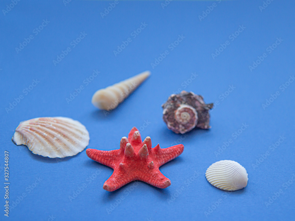 Seashells and starfish on a blue background. Marine subjects. Side view