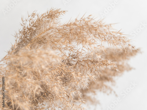 Dry beige reed on a white wall background. Beautiful nature trend decor. Minimalistic neutral concept. Closeup