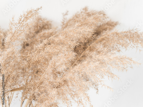 Dry beige reed on a white wall background. Beautiful nature trend decor. Minimalistic neutral concept. Closeup