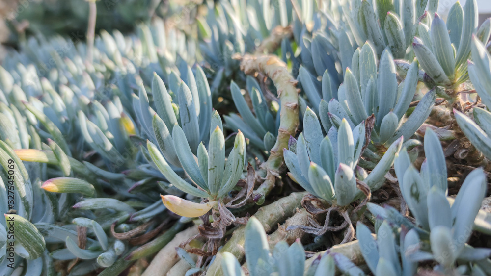 succulents nature green background. small Evergreen Sedum hispanicum, mossy stonecrop, plant family Crassulaceae. close up, banner. succulents nature green background. small Evergreen Sedum hispanicum, mossy stonecrop, plant family Crassulaceae. close up, banner.