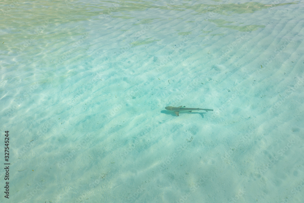 Reef shark swimming in crystal clear shallow water, Maldives. Blacktip reef shark Carcharhinus melanopterus. Young Blacktip reef shark in Maldives sea lagoon Reef shark swimming in crystal clear shallow water, Maldives. Blacktip reef shark Carcharhinus melanopterus. Young Blacktip reef shark in Maldives sea lagoon