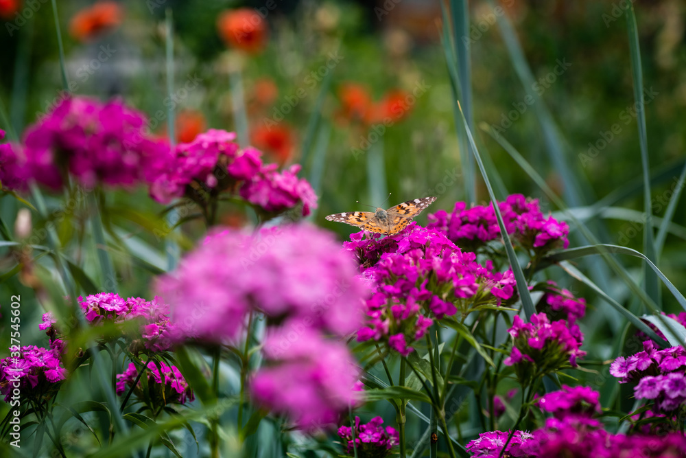 Vanessa cardui butterfly in purple flowers macro insect nature close up summer Vanessa cardui butterfly in purple flowers macro insect nature close up summer