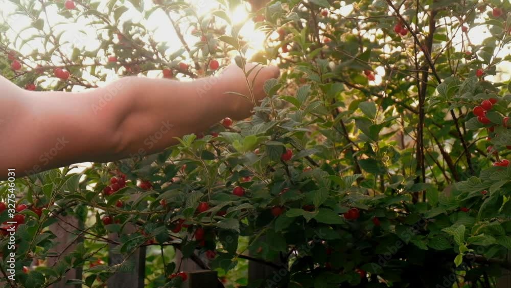 Harvesting Cherries.Hand picks berries from a branch Harvesting Cherries.Hand picks berries from a branch